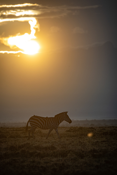 Zebra Sunrise - Ol Pejeta Conservancy Kenya by Two Dusty Travelers