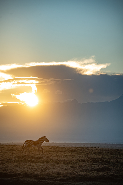 Zebra Sunrise 2 - Ol Pejeta Conservancy Kenya by Two Dusty Travelers