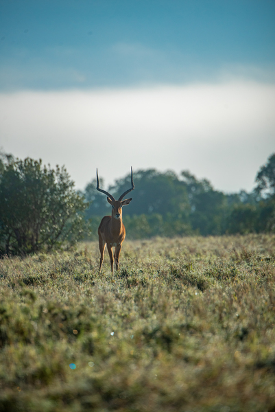 Impala - Khwai Community Trust Botswana by Two Dusty Travelers