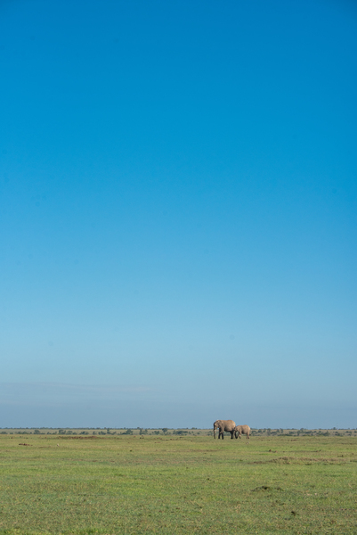Elephants in a Meadow - Ol Pejeta Community Trust Kenya by Two Dusty Travelers