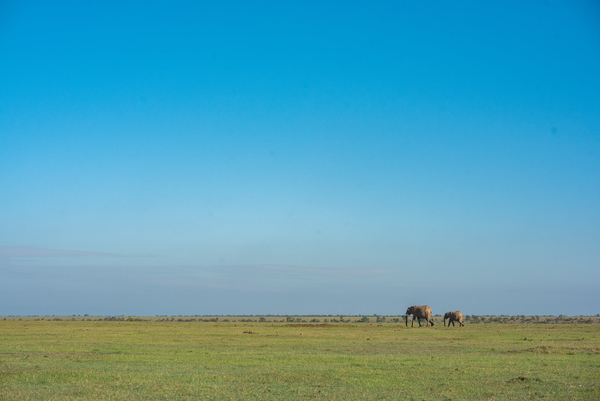 Elephants in a Meadow 2 - Ol Pejeta Conservancy Kenya by Two Dusty Travelers
