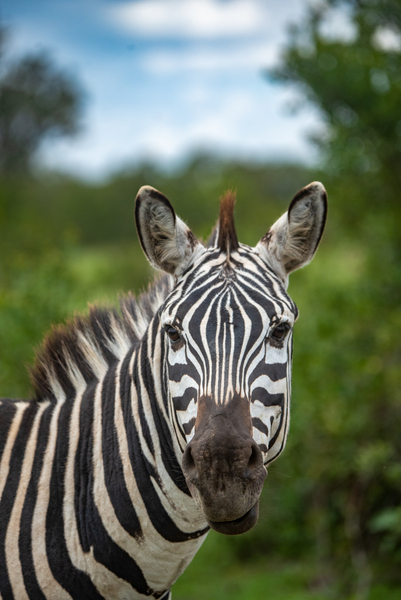 Zebra Face - Khwai Community Trust Botswana by Two Dusty Travelers