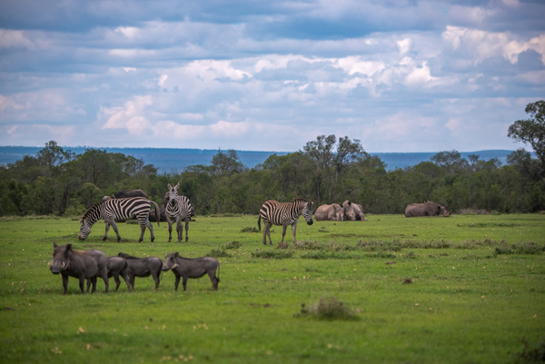 Animals Relaxing in the Savannah - Ol Pejeta Conservancy Kenya by Two Dusty Travelers