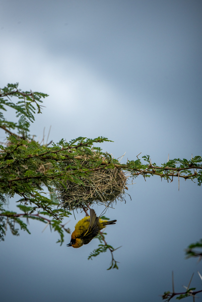 Southern Masked Weaver - Ol Pejeta Community Trust Kenya by Two Dusty Travelers