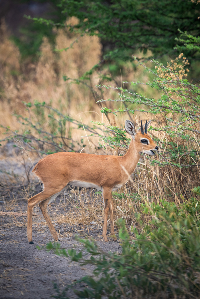 Dik Dik - Moremi National Park Botswana by Two Dusty Travelers