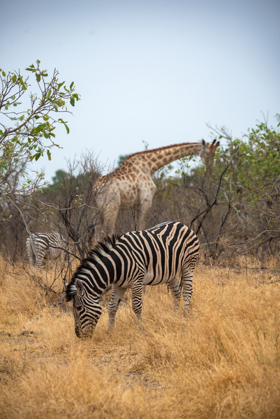 Herbivore Friends - Ol Pejeta Conservancy Kenya by Two Dusty Travelers