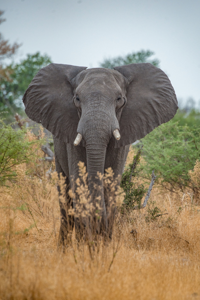 Elephant in the Grass - Moremi National Park Botswana by Two Dusty Travelers