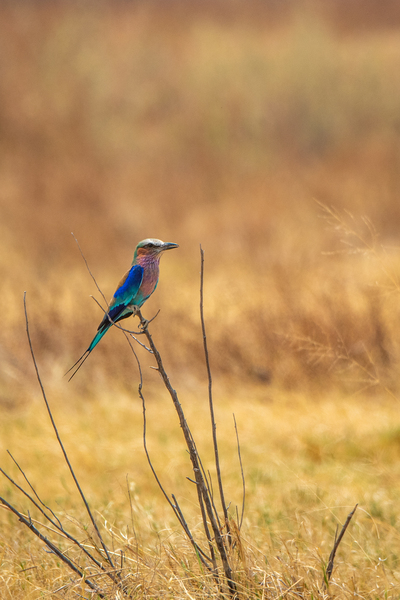 Lilac Breasted Roller - Central Kalahari Game Reserve Botswana by Two Dusty Travelers