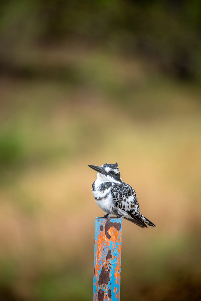Pied Kingfisher - Khwai Community Trust Botswana by Two Dusty Travelers