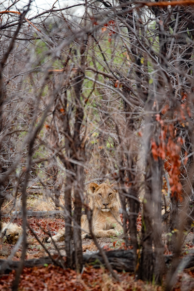 Teenage Lion - Khwai Community Trust Botswana by Two Dusty Travelers