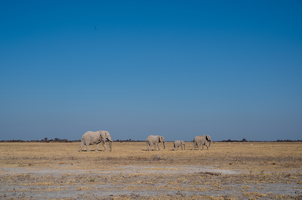 Elephant Journey - Nxai Pan National Park Botswana by Two Dusty Travelers