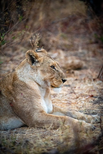 Relaxing Lion - Khwai Community Trust Botswana by Two Dusty Travelers