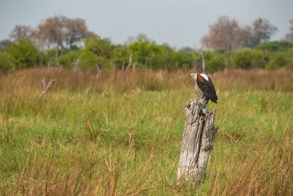 African Fish Eagle - Khwai Community Trust Botswana by Two Dusty Travelers