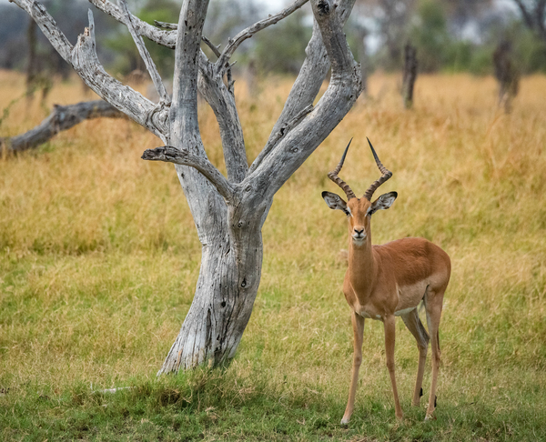Cheeky Impala - Khwai Community Trust Botswana by Two Dusty Travelers
