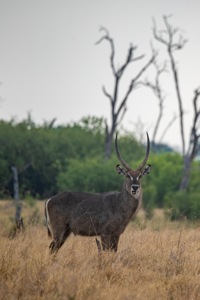 Cheeky Waterbuck - Khwai Community Trust Botswana by Two Dusty Travelers