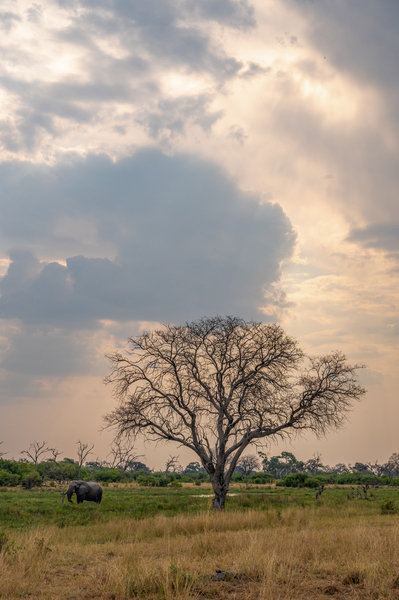 Elephants Snacking - Khwai Community Trust Botswana by Two Dusty Travelers