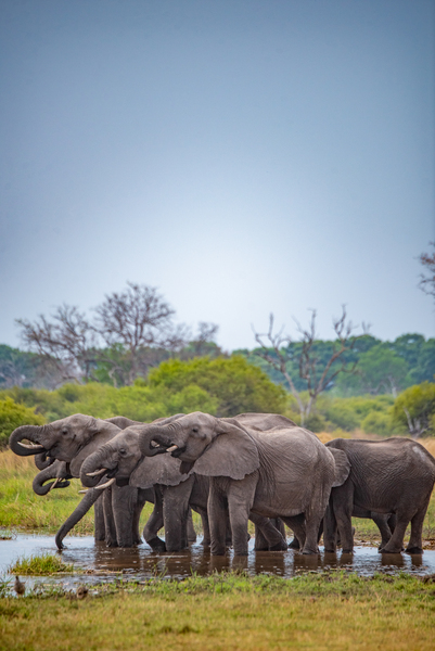 Elephant Water Break - Khwai Community Trust Botswana by Two Dusty Travelers