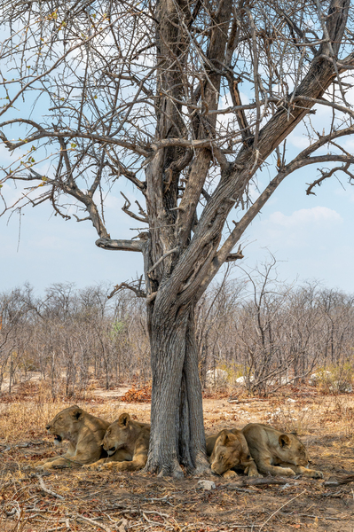Sleepy Lionesses - Moremi National Park Botswana by Two Dusty Travelers