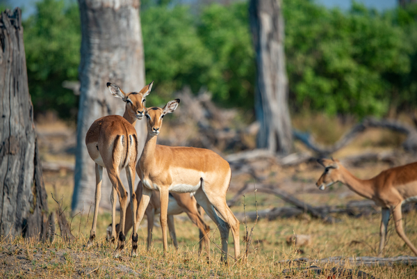 Impalas - Chobe National Park Botswana by Two Dusty Travelers