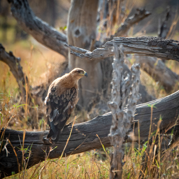 Tawny Eagle - Khwai Community Trust Botswana by Two Dusty Travelers