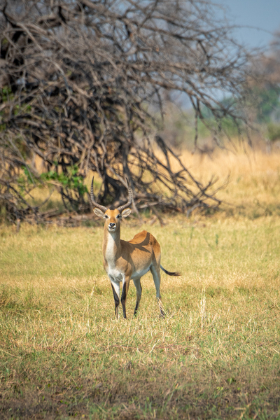 Red Lechwe - Khwai Community Trust Botswana by Two Dusty Travelers