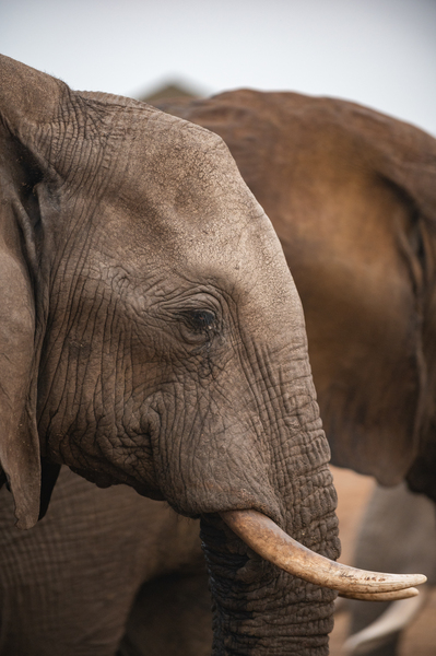 Elephant Profile - Elephant Sands Botswana by Two Dusty Travelers