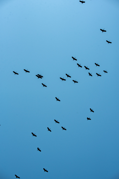 A Flock Flying Above - Khwai Community Trust Botswana by Two Dusty Travelers