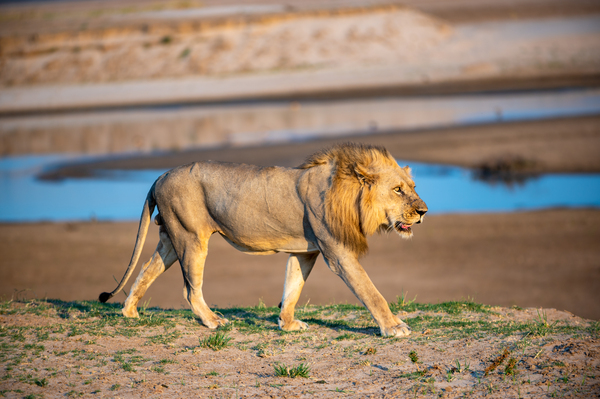Lion in the Evening Light 2 - South Luangwa National Park Zambia by Two Dusty Travelers