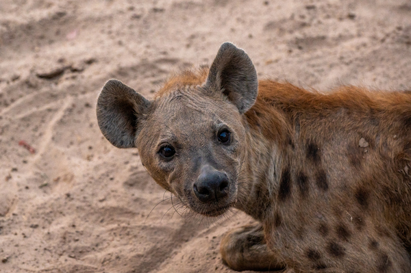Curious Hyena - South Luangwa National Park Zambia by Two Dusty Travelers