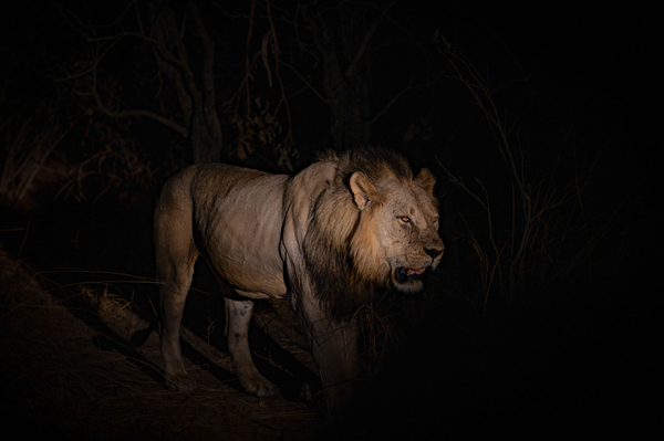 Lion in the Night - South Luangwa National Park Zambia by Two Dusty Travelers