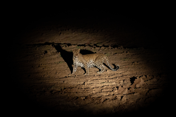 Leopard in the Night 2 - South Luangwa National Park Zambia by Two Dusty Travelers