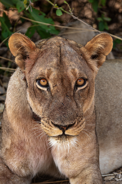 Lioness Stare in color - South Luangwa National Park Zambia by Two Dusty Travelers