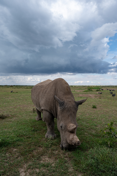 Northern White Rhino - Ol Pejeta Conservancy Kenya by Two Dusty Travelers