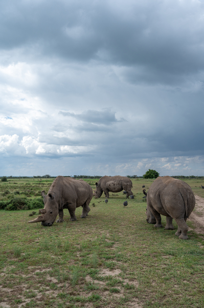 Northern White Rhinos - Ol Pejeta Conservancy Kenya by Two Dusty Travelers