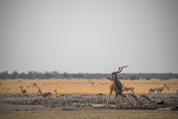 Kudu at the Water Hole - Central Kalahari Game Reserve Botswana by Two Dusty Travelers