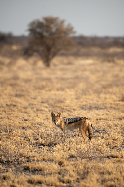 Jackal in the Morning Light - Central Kalahari Game Reserve Botswana by Two Dusty Travelers