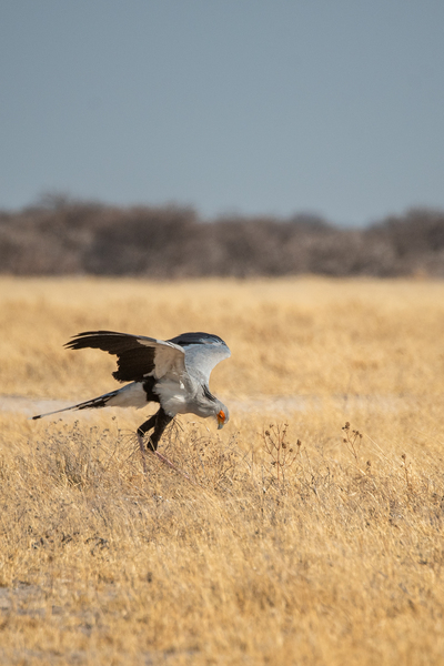 Secretary Bird - Central Kalahari Game Reserve Botswana by Two Dusty Travelers