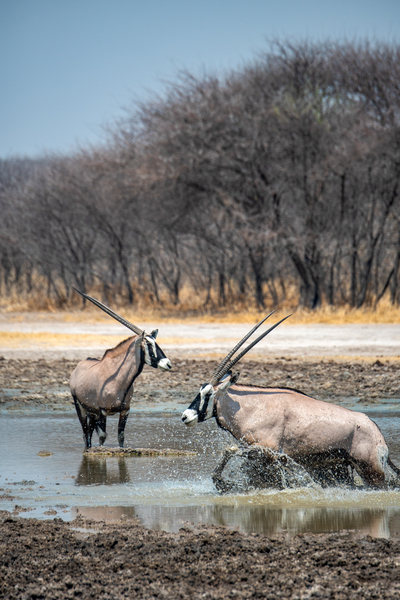 Gemsbok in the Watering Hole - Central Kalahari Game Reserve Botswana by Two Dusty Travelers