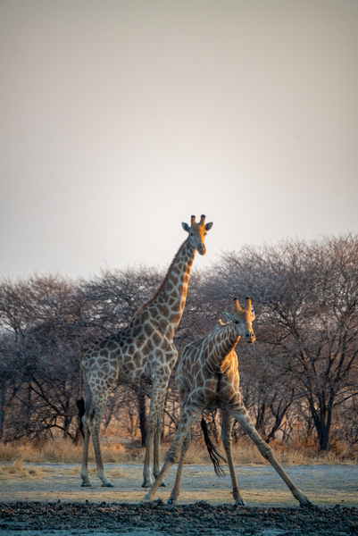 Giraffes at the Water Hole - Central Kalahari Game Reserve Botswana by Two Dusty Travelers