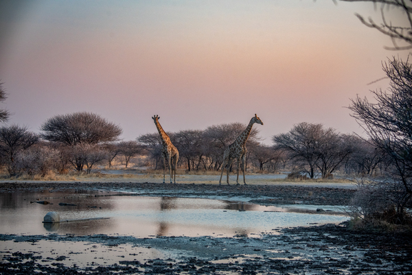 Giraffe Waterhole Sunset  - Central Kalahari Game Reserve Botswana by Two Dusty Travelers