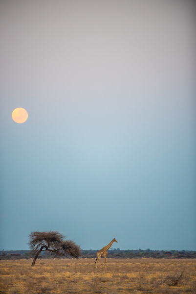 Giraffe Kalahari Sunrise 4 - Central Kalahari Game Reserve Botswana by Two Dusty Travelers
