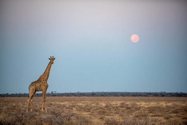 Giraffe Kalahari Sunrise 5 - Central Kalahari Game Reserve Botswana by Two Dusty Travelers