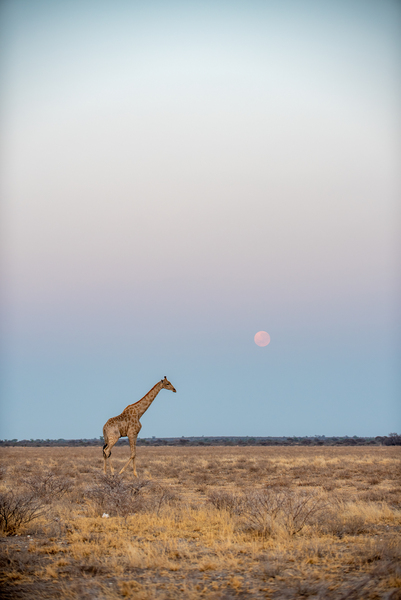Giraffe Sunrise 3 - Central Kalahari Game Reserve Botswana by Two Dusty Travelers