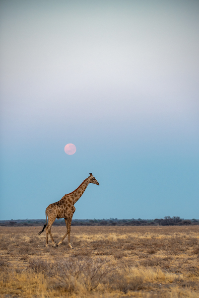 Giraffe Sunrise 2 - Central Kalahari Game Reserve Botswana by Two Dusty Travelers
