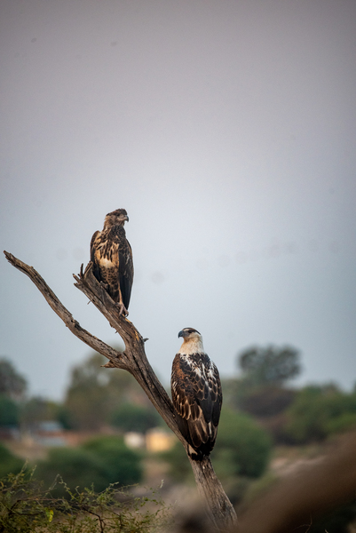 African Fish Eagles - Khwai Community Trust Botswana by Two Dusty Travelers