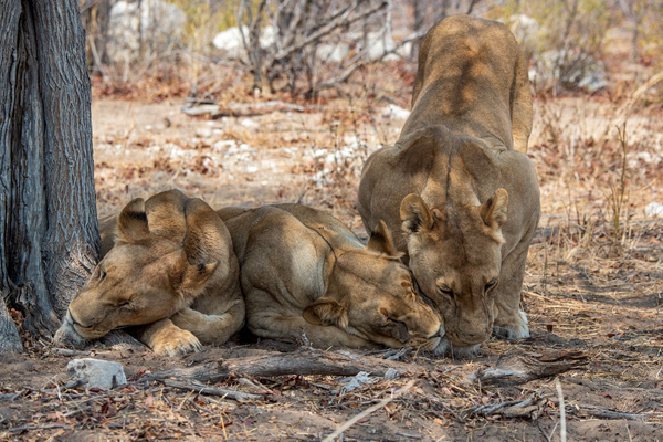 Cuddling Lionesses - Moremi National Park Botswana by Two Dusty Travelers