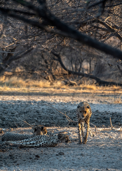  Lazy Cheetahs - Central Kalahari Game Reserve Botswana by Two Dusty Travelers