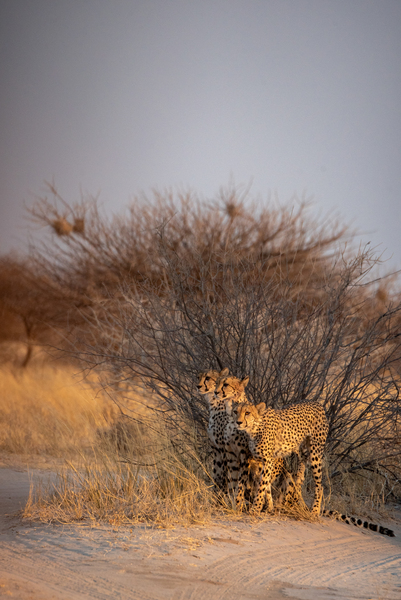 Kalahari Cheetahs 3 - Central Kalahari Game Reserve Botswana by Two Dusty Travelers