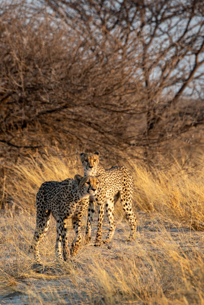 Kalahari Cheetahs - Central Kalahari Game Reserve Botswana by Two Dusty Travelers