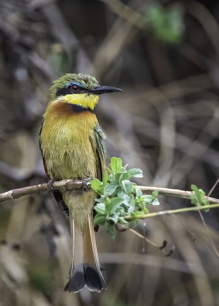 Bee Eater by Two Dusty Travelers